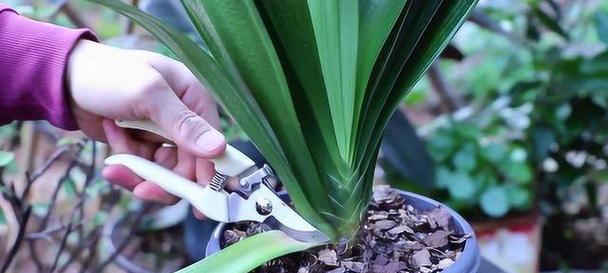 大量的君子兰怎么种植？种植技巧有哪些？