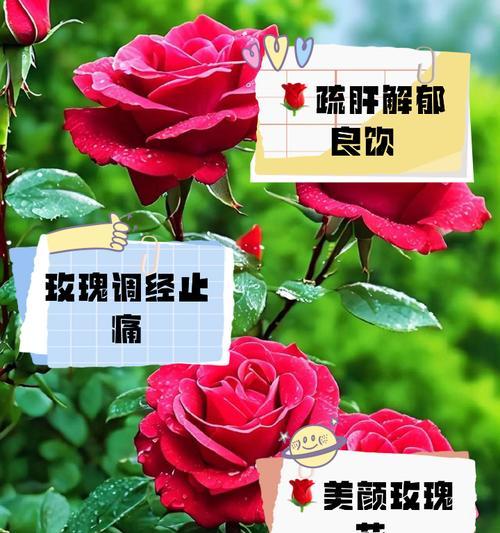 玫瑰花树杆花的养殖技巧有哪些？如何确保玫瑰花树杆花健康成长？