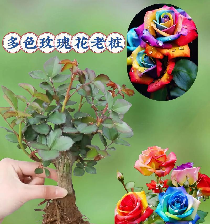 玫瑰花树杆花的养殖技巧有哪些？如何确保玫瑰花树杆花健康成长？
