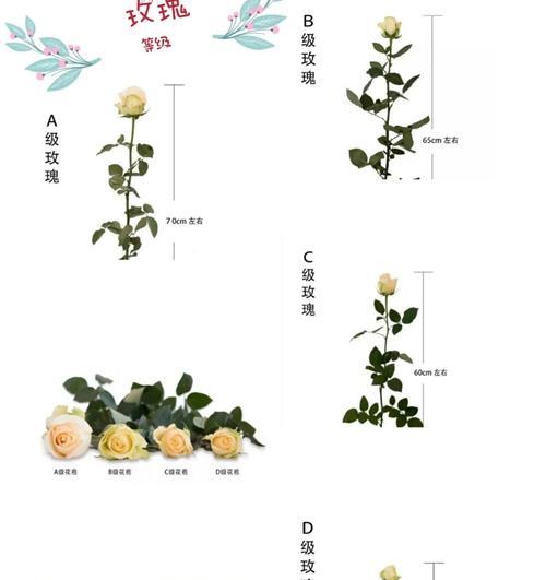 玫瑰花的根茎叶数量是多少？