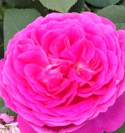 玫瑰花蕊的保护方法是什么？
