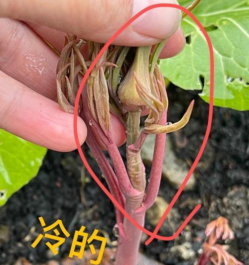 牡丹花蔫了之后修剪的正确方法是什么？