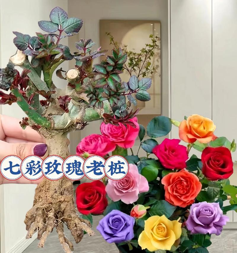 水培玫瑰花冬季如何养护？过冬技巧有哪些？