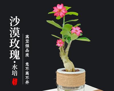 水培玫瑰花冬季如何养护？过冬技巧有哪些？