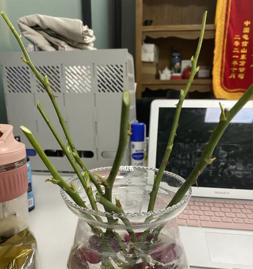 水培玫瑰花冬季如何养护？过冬技巧有哪些？