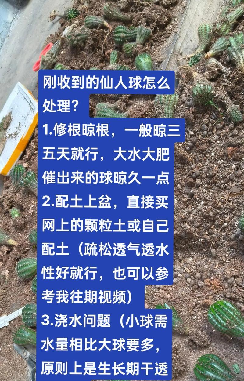 仙人球飞碟种植的正确方法是什么？如何提高种植效果？