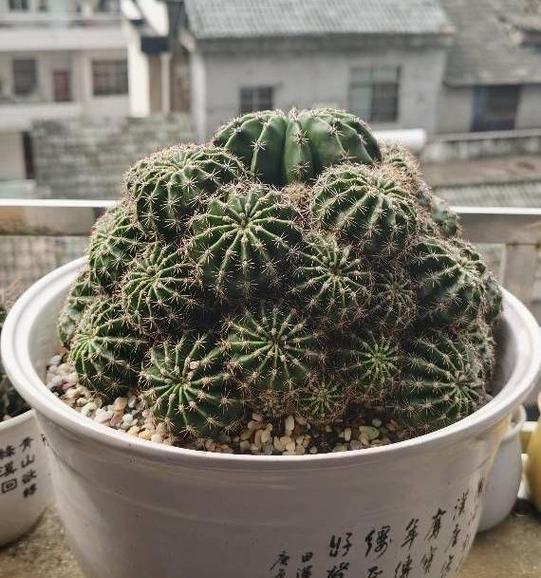 仙人球飞碟种植的正确方法是什么？如何提高种植效果？