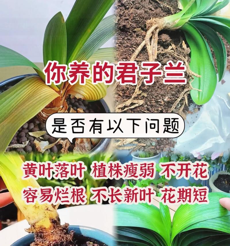 君子兰根系发达但不开花的可能原因是什么？