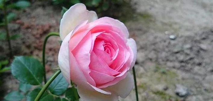 月季花与玫瑰花的区别是什么？它们的养护方法有何不同？