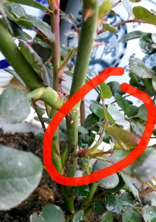 月季花与玫瑰花的区别是什么？它们的养护方法有何不同？