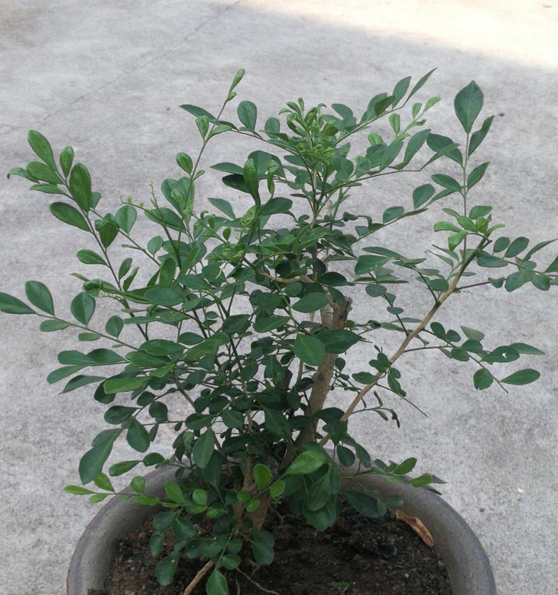 盘栽玫瑰花土壤处理方法有哪些？如何确保透气性？