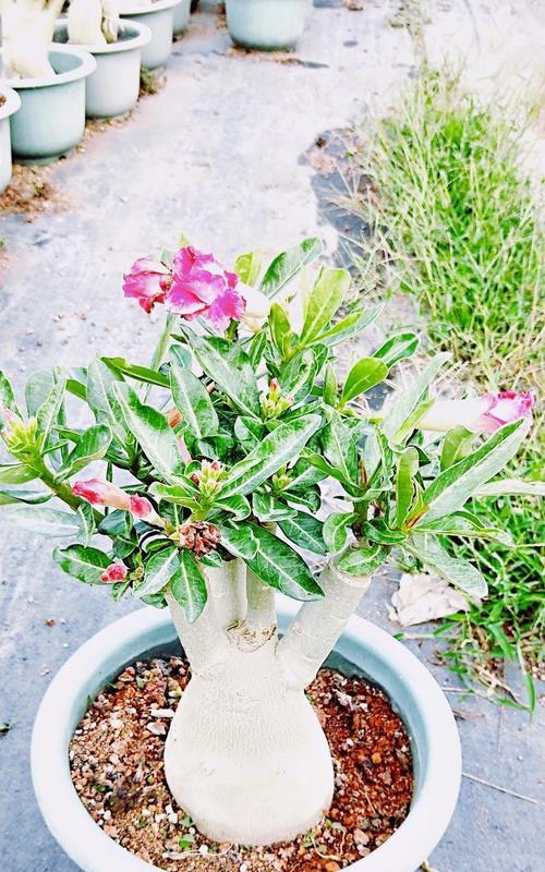盘栽玫瑰花土壤处理方法有哪些？如何确保透气性？