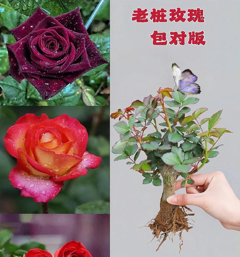 盘栽玫瑰花土壤处理方法有哪些？如何确保透气性？