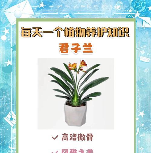 购买君子兰花盆时应注意什么？如何选择合适的尺寸和材质？