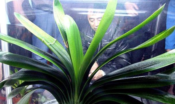 君子兰属于什么类型的植物？它有哪些特性？