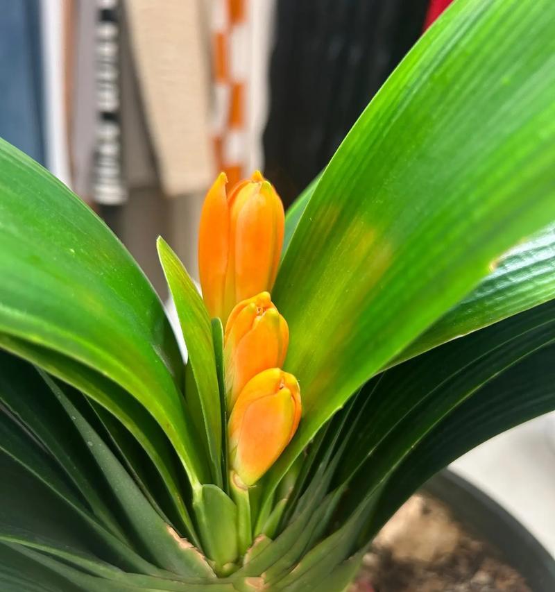 君子兰属于什么类型的植物？它有哪些特性？