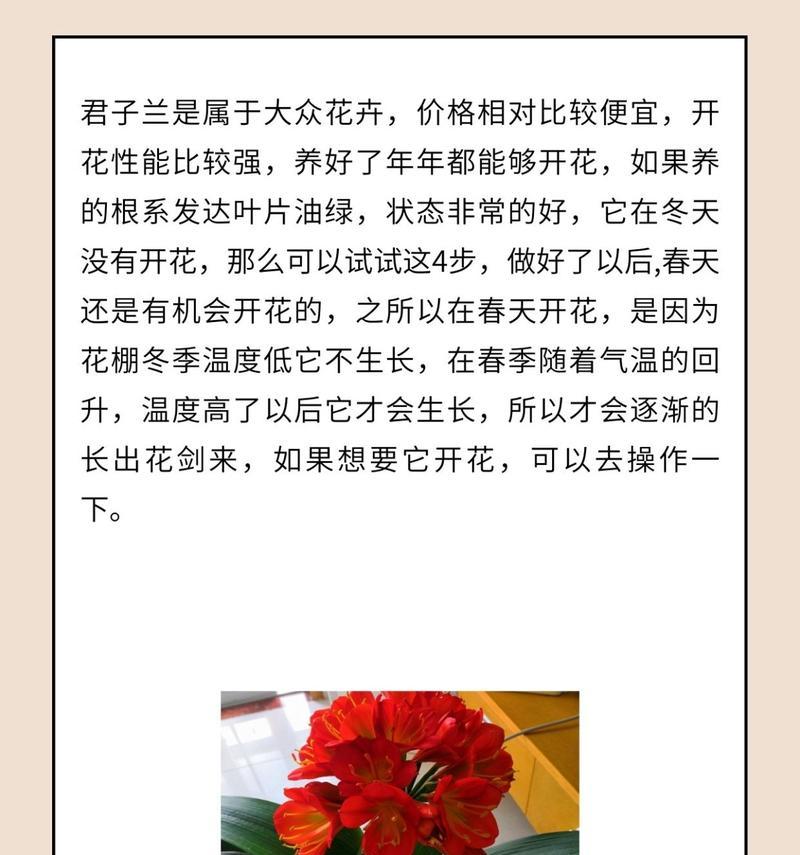 君子兰属于什么类型的植物？它有哪些特性？