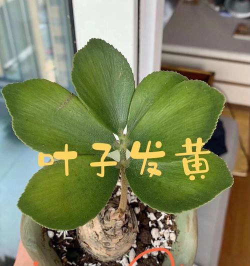 君子兰打苞时叶子为何发黄？怎么处理？