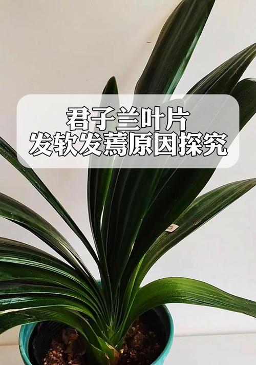 君子兰打苞时叶子为何发黄？怎么处理？