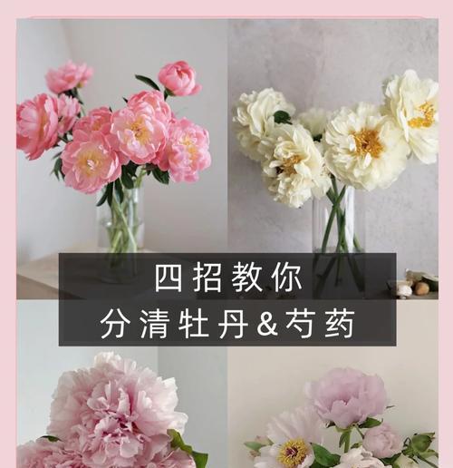 芍药花根嫁接牡丹花根的步骤是什么？嫁接后如何管理？