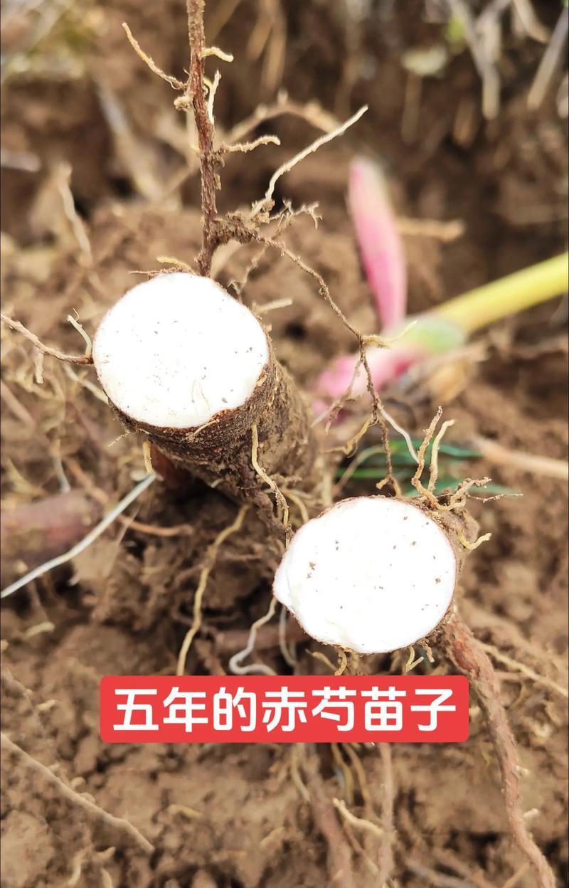 芍药花根嫁接牡丹花根的步骤是什么？嫁接后如何管理？