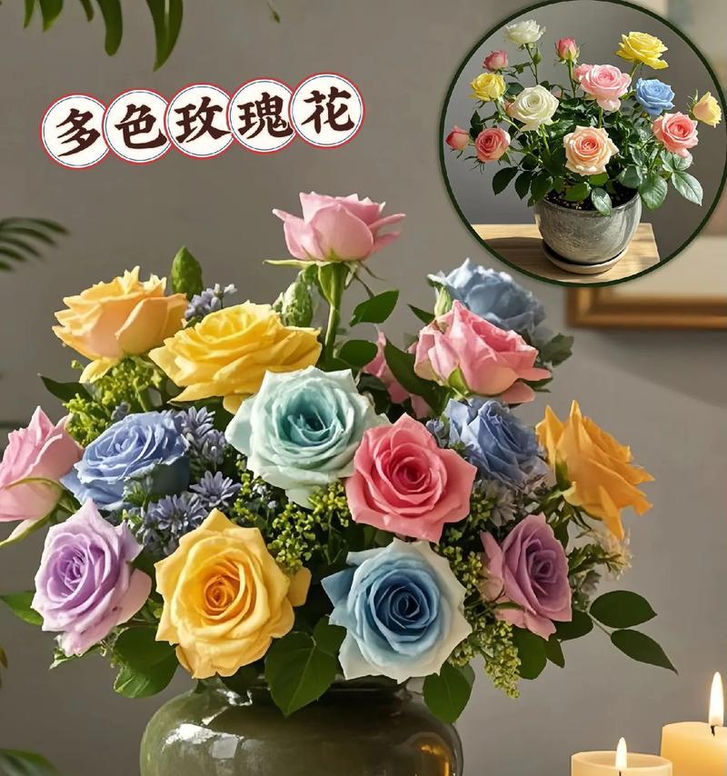 多多色玫瑰花的养殖方法有哪些？