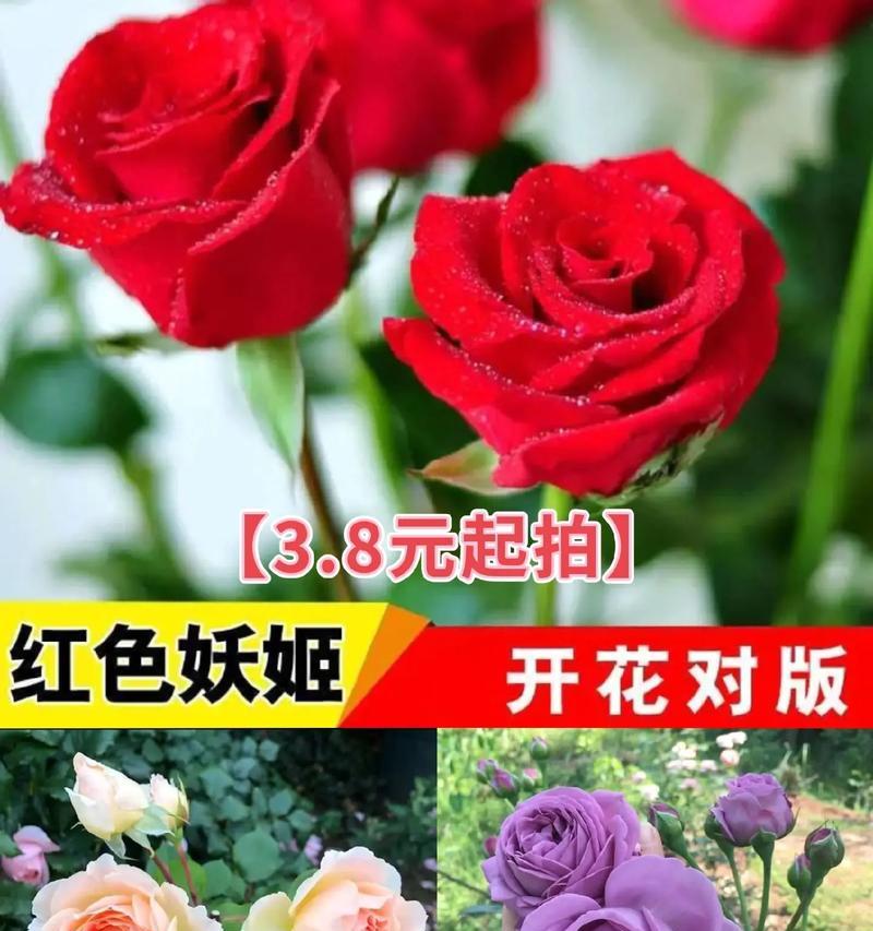 多多色玫瑰花的养殖方法有哪些？
