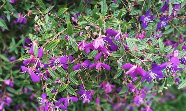牡丹花生长速度过快怎么办？如何控制开花时间？