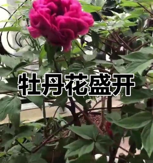 阳台牡丹花带盆养殖需要注意什么？
