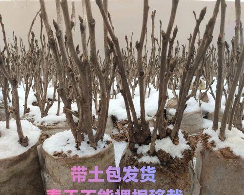 阳台牡丹花带盆养殖需要注意什么？
