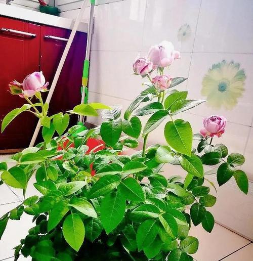 无需浇水的玫瑰花养护方法是什么？