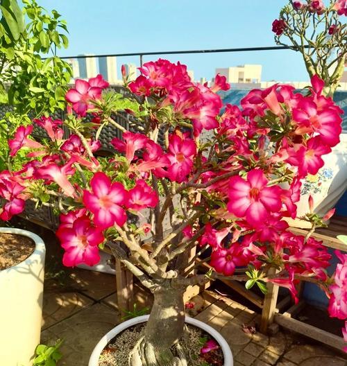 无需浇水的玫瑰花养护方法是什么？