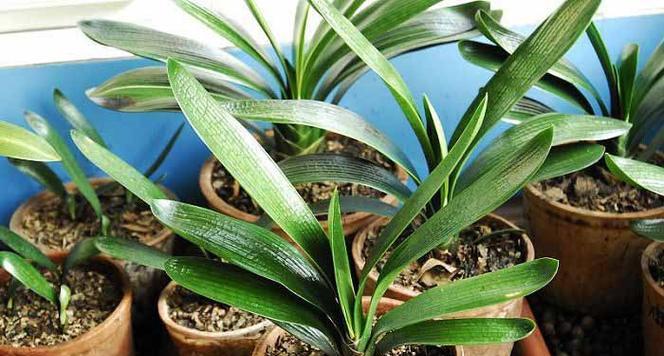 君子兰种球种植方法是什么？怎样确保成活率高？