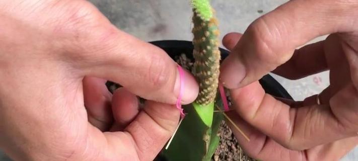 仙人掌结果后枝条修理方法是什么？