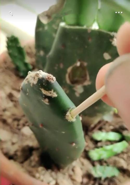 仙人掌结果后枝条修理方法是什么？