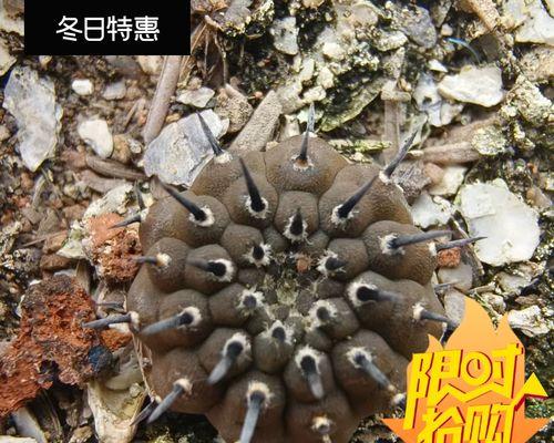 绿皮黑刺仙人球的养殖要点是什么？