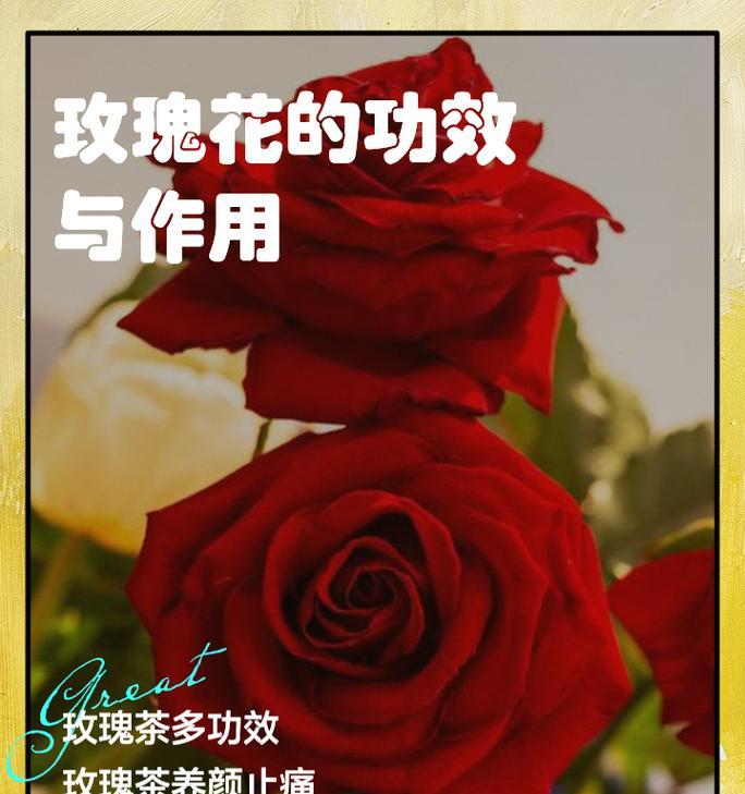 玫瑰花能保持多久新鲜？枯萎前有哪些征兆？