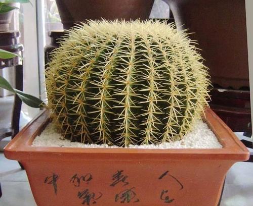 最大的无刺仙人球品种有哪些？无刺仙人球有什么特点？