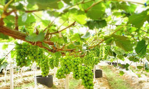 阳光玫瑰花前施肥推荐是什么？哪种肥料最适合？