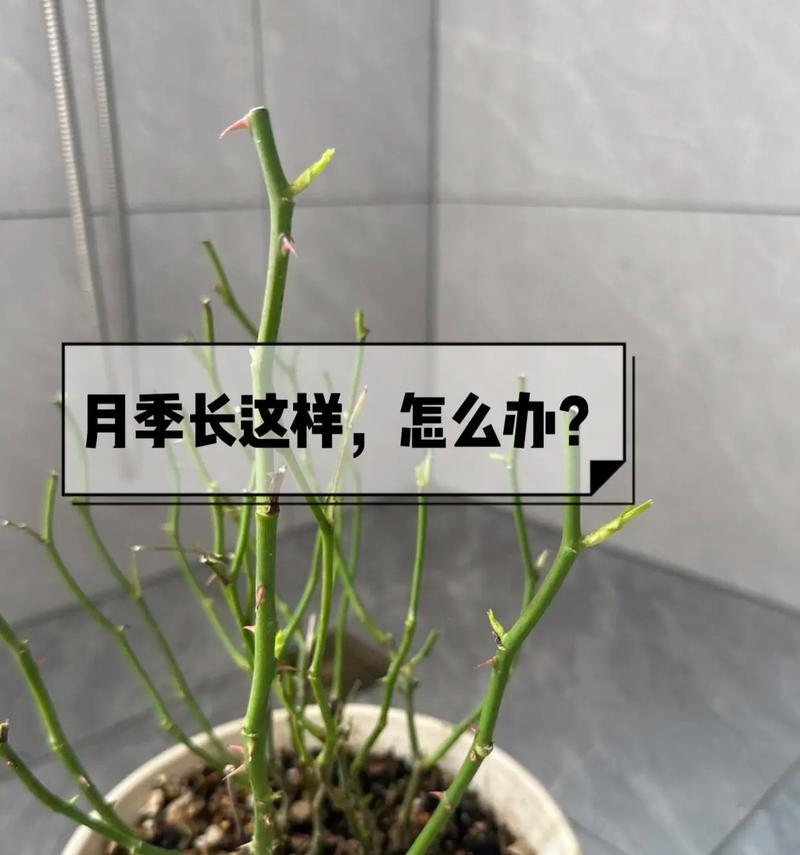室内玫瑰花浇水的最佳时机是什么时候？