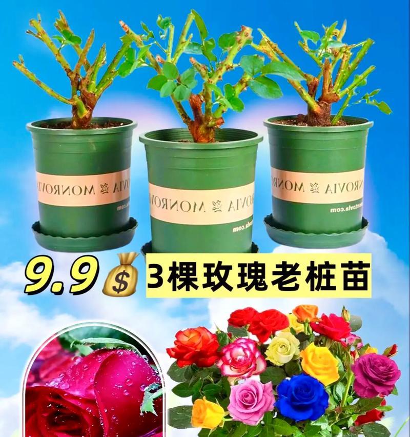 室内玫瑰花浇水的最佳时机是什么时候？