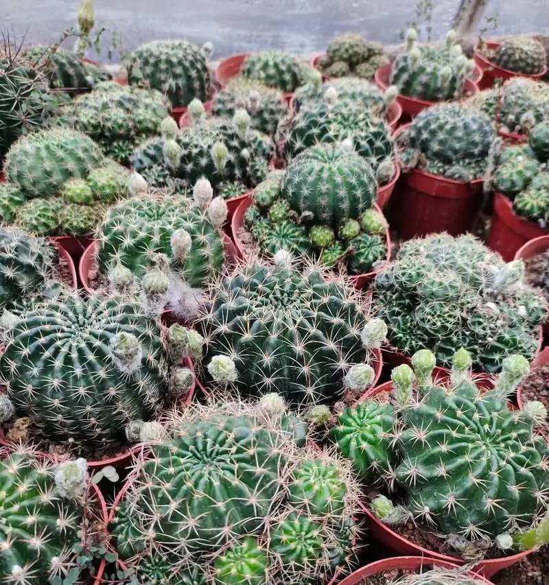 黄鹂鸟仙人球如何养殖？有哪些注意事项？