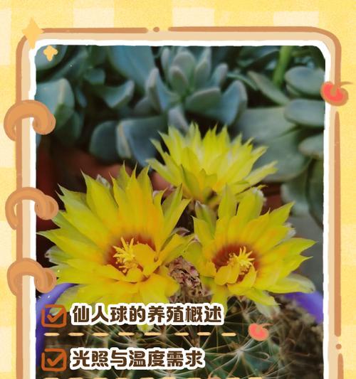 黄鹂鸟仙人球如何养殖？有哪些注意事项？