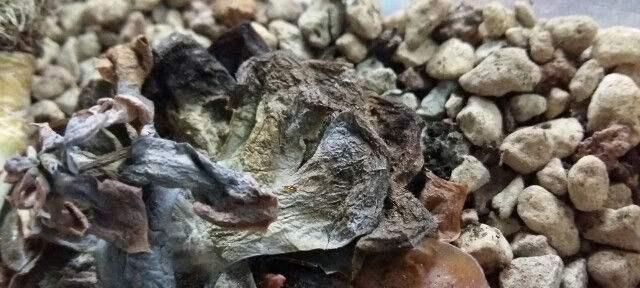 仙人掌花盆空置了怎么办？
