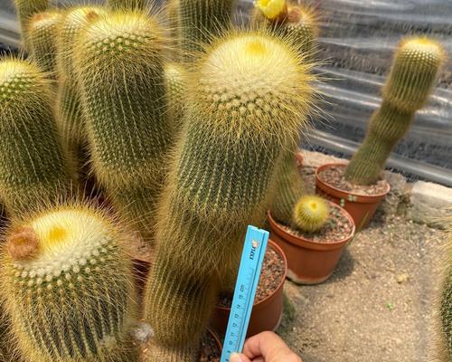 毛花柱仙人掌的养护方法是什么？如何管理？
