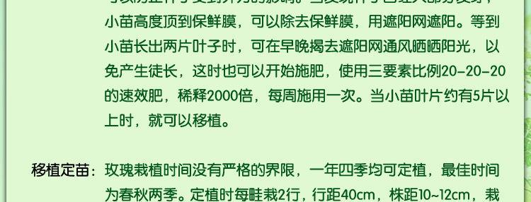 沭阳玫瑰花多少亩种植？种植面积如何规划？