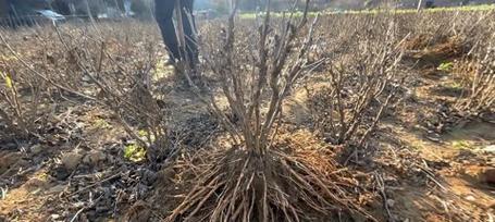 大盆种植牡丹花的正确方法是什么？