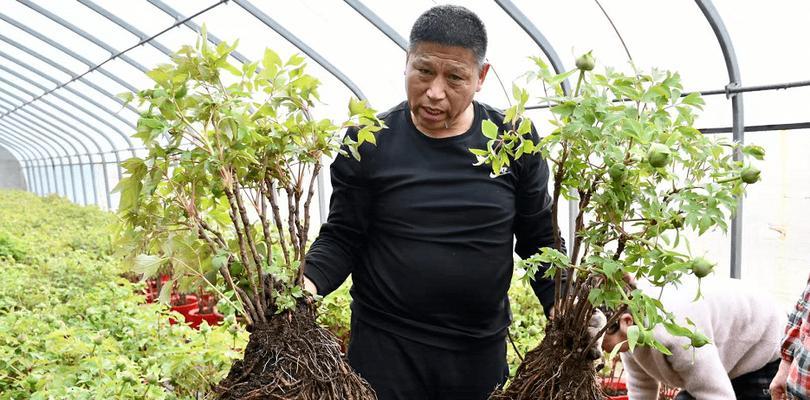 大盆种植牡丹花的正确方法是什么？