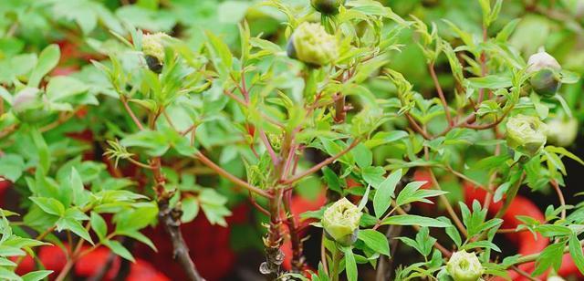 大盆种植牡丹花的正确方法是什么？