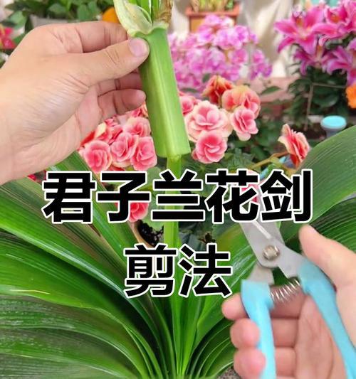 君子兰开节后修剪的最佳方法是什么？